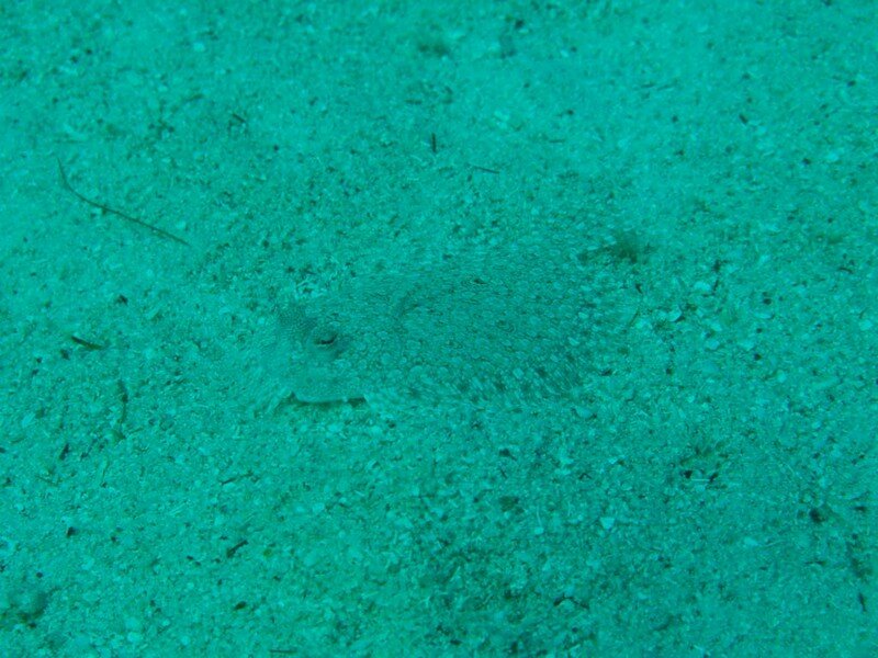 IMG 1630 Красота подводного мира острова Панглао