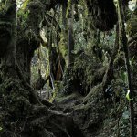 Зачарованный мшистый лес Mossy Forest